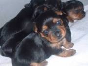 tiny Yorkie puppies available 6785390952
