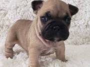 stunning litter of French bulldogs ready for there new homes