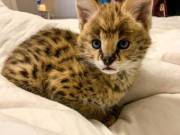 Well Trained Serval Cats,  F1 Savannah Cat and Bengal Cats for sale