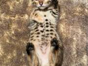 Male and Female Serval Kittens, Bengal Kittens and Savannah Kittens for sale