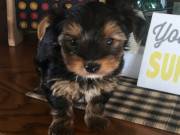 Adorable yorkie puppies for adoption 