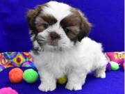 Shih tzu puppies for sale (760) 350-7923