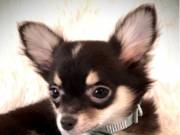 Oustanding Small Size Chihuahua Puppies