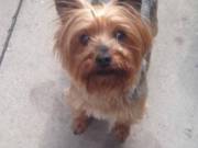Cute Yorkie puppies