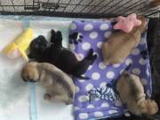 Male and Female Pug Puppy for sale