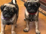Cute and Cheap Pugs Ready For Adoption