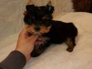 cute and adorable Teacup Yorkie puppies for rehoming now