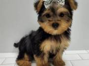 Magnificent yorkie puppies