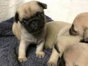 Pure Pedigree of Male and Female Pug Puppies and French Bulldogs For sale