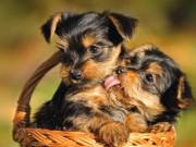 ♥♥Two healthy Yorkie puppies♥♥$250 each♥♥ ((323) 393-3079