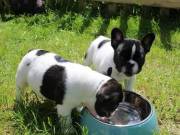 French Bulldog Puppies