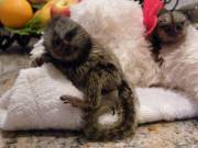 Cute Male and Female Marmoset Monkeys