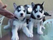 SIBERIAN HUSKY PUPPIES