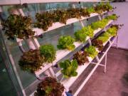 Best Indoor Hydroponic Garden System