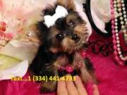 Super Yorkie Pups for Adoption