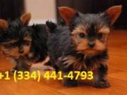 Teacup Yorkie Puppies For Adoption As Pets