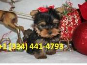 Purebred Teacup Yorkie Puppies Available