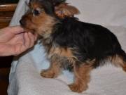 Teacup Yorkies for Sale Text...+1 (334) 441-4793