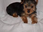 Yorkie Puppies for Sale Now Text..+1 (334) 441-4793