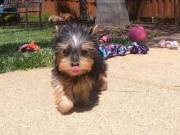 Adorable Yorkie Puppies for Adoption Now Text....+1 (334) 441-4793