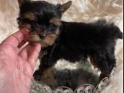 Minnature Yorkies
