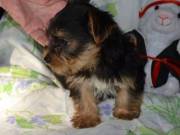 Super Adorable Yorkie Puppies Available Now  