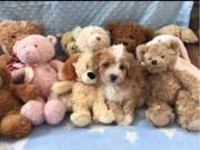 Maltipoo Puppies for Adoption