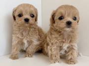 maltipoo puppies
