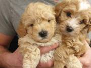 Super Adorable Maltipoo Puppies