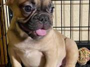 best Trained Fluffy French Bulldog puppies.