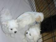 Potty trained teacup Maltese puppies for adoption mjoancalista@gmail.com)