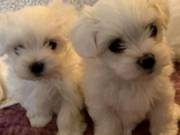 We Have Pure Bred Maltese Puppies