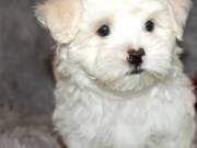 Maltese Puppies Ready  +1 (334) 441-4793