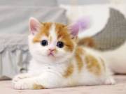 munchkin cat for sale near me Text +1(724)241-3049