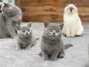 British Shorthair Kittens for Sale Text 7205939477