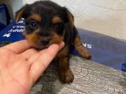 Amazing Yorkie Puppies Ready Now,Text or call(714) 517-1128