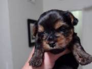Super Adorable Quality Bred Family Raised Yorkie Pup Available..Text or call phone (714) 517-1128
