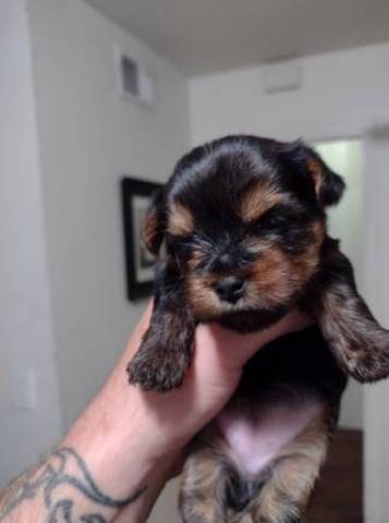 Parti Color Toy Yorkies puppies adorable 2 females and 2 males, - Picture