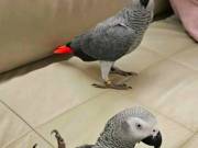 African Grey Parrots for Adoption