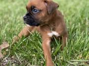 12 weeks old,boxer pupy.