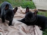 Two awesome French Bulldog puppies for adoption: 704-565-6825