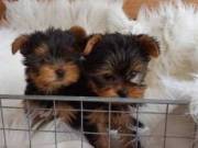 Beautiful Yorkie Puppies Teacup Sizes Pure Bred