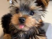 Adorable Teacup Yorkie Puppies Now Available. (725) 222-2010