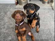 are around each puppy from the day they are born until the puppy comes to you Email ( Tallatantoh420