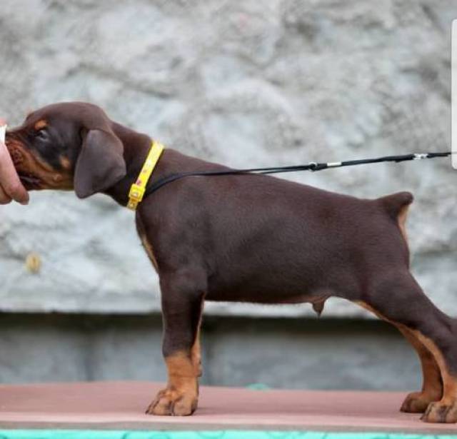 companion in your home. email us on petssupply68@gmail.com - Picture