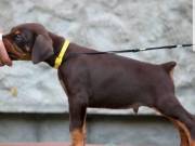 companion in your home. email us on petssupply68@gmail.com