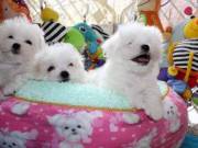  Maltese Puppies 