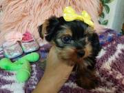 Zoey and Harry Cute Teacup Yorkie Puppies Ready..Text.. +1 (725) 222-2010