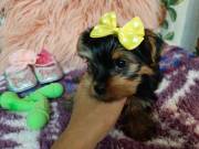 Affectionate and Affordable Teacup Yorkie Puppies..Text.. +1 (725) 222-2010
