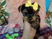 Teacup Yorkie Puppies Adoption......Text.. +1 (725) 222-2010